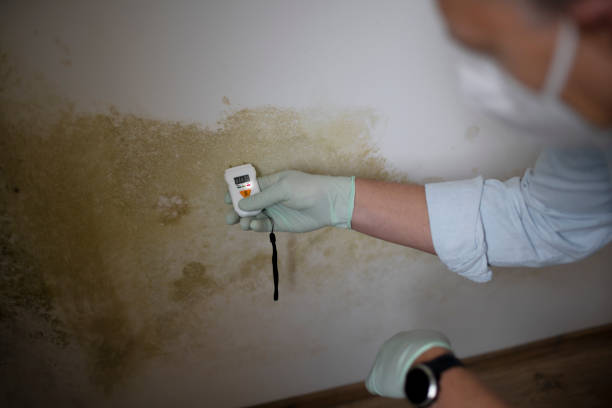 Mold Odor Removal Services in Wesleyville, PA